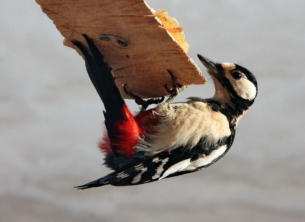 Photograph by Сергей Петров