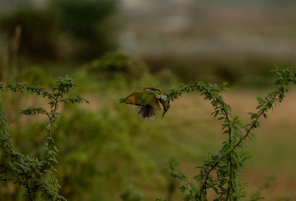 Fight For The Supremacy