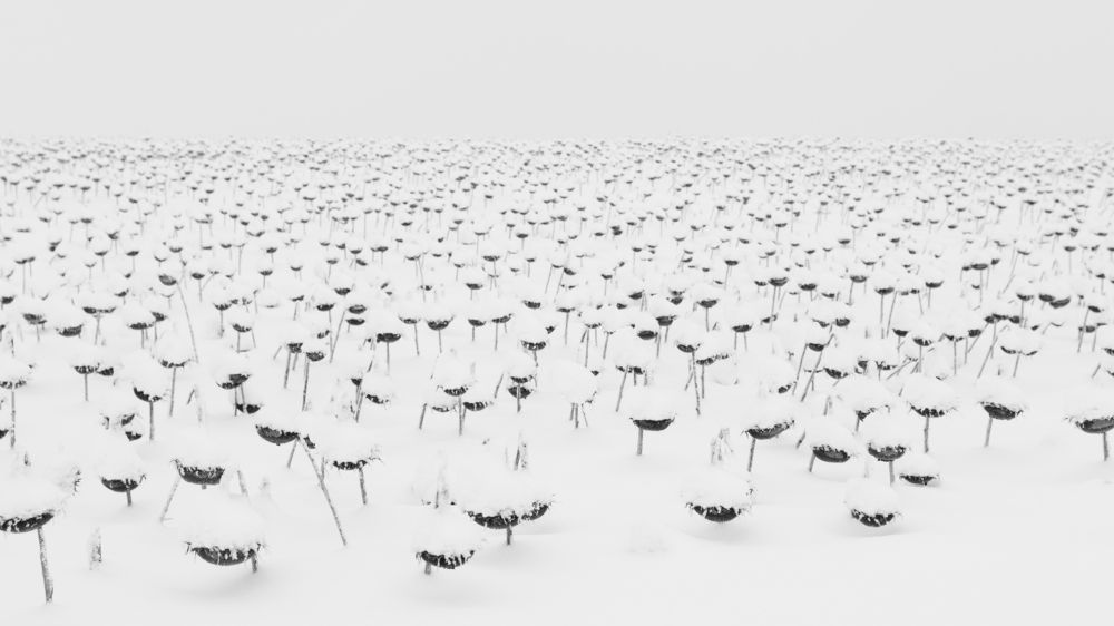 Photograph by Анжелика Сороколетова