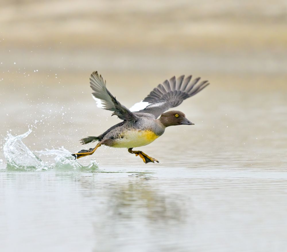 Photograph by Abhishek Manna