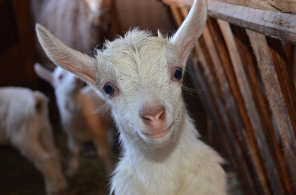 Photograph by Светлана Спицова