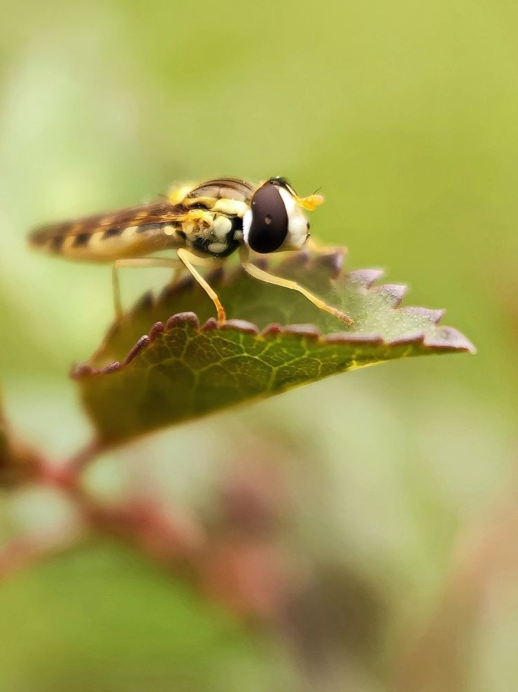 Photograph by Reza Keyvan