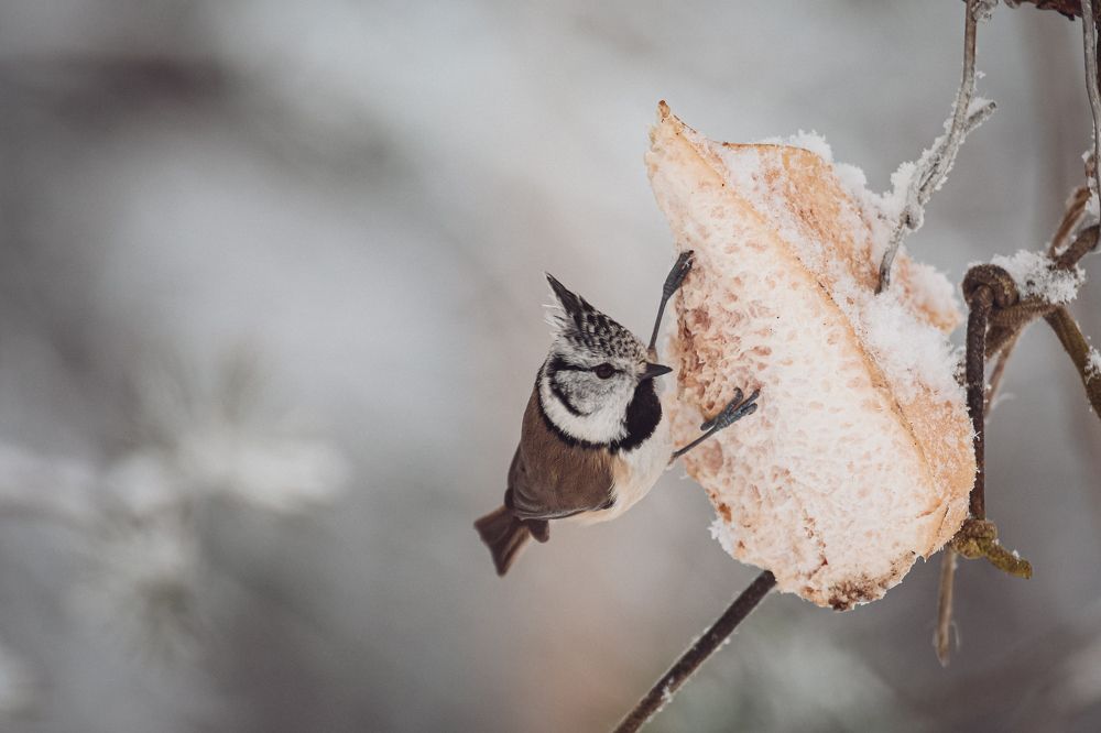 Photograph by Светлана Солдатченкова