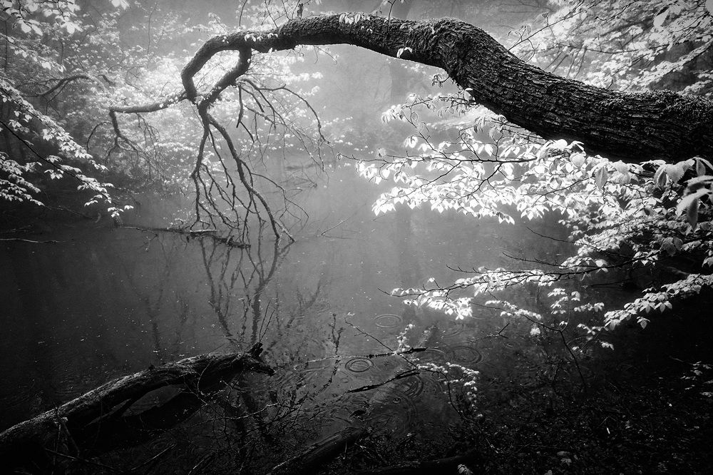 Photograph by Андрей Гусаченко