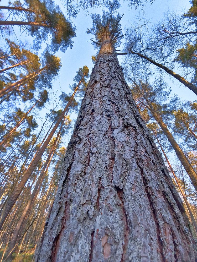 PICTORIAL INSPIRATION: A MAGICAL PINE TREE IN THE HEART OF A PINE FOREST