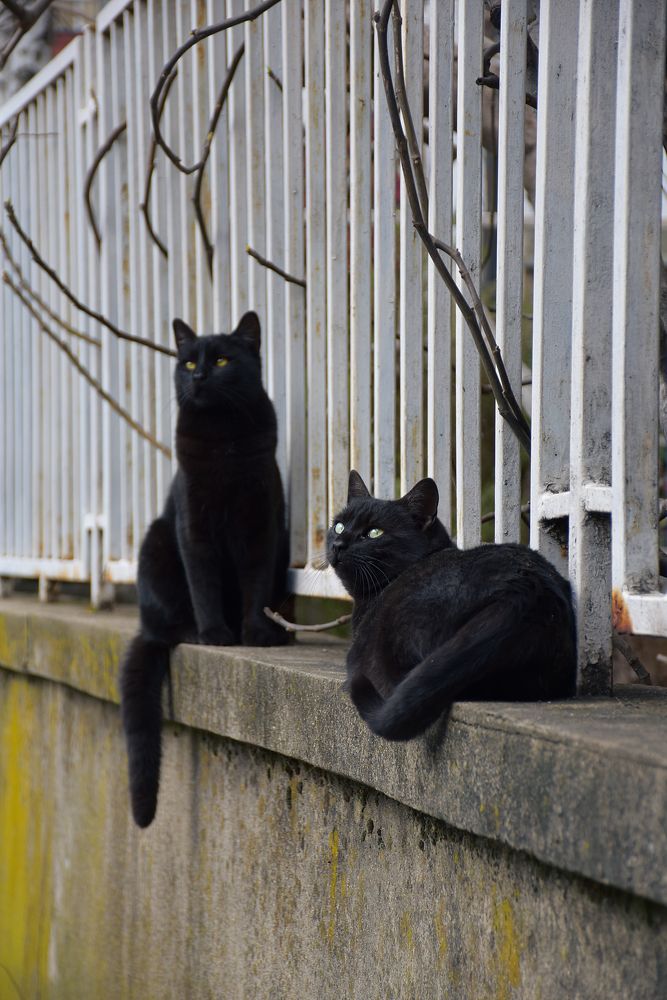 Two black cats