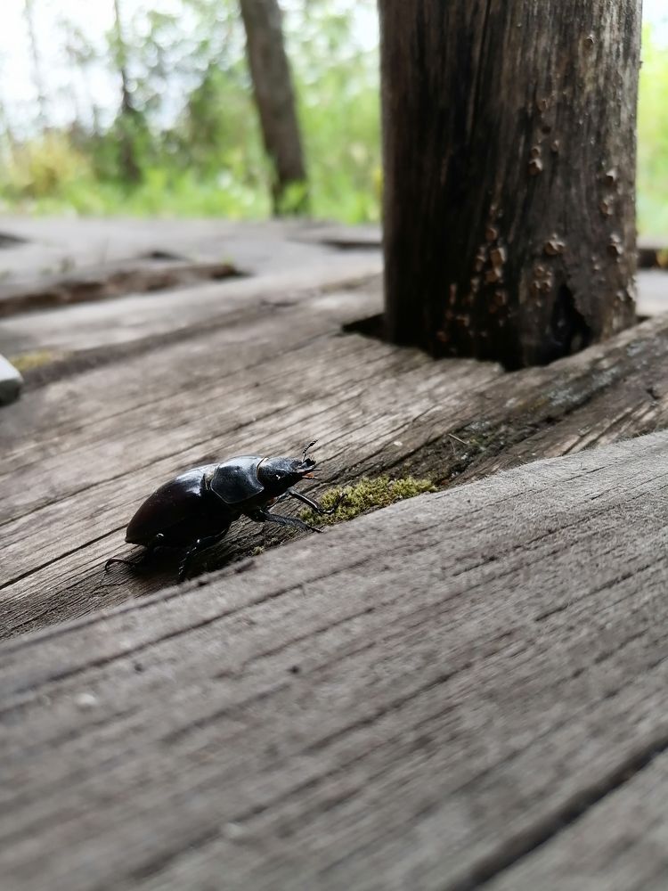 Жук-олень, самка