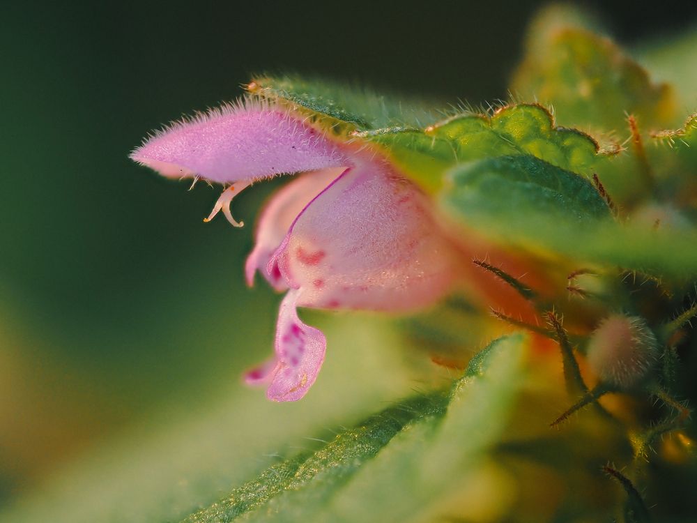 Photograph by Протченко Ирина