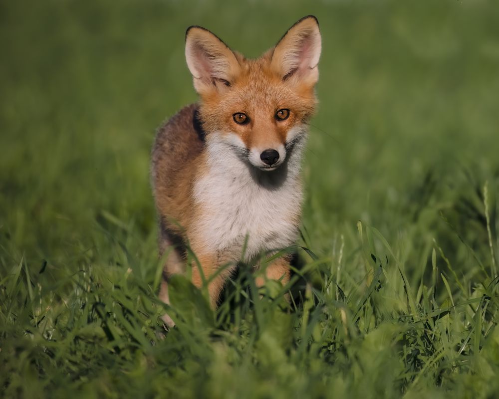 Photograph by Елена