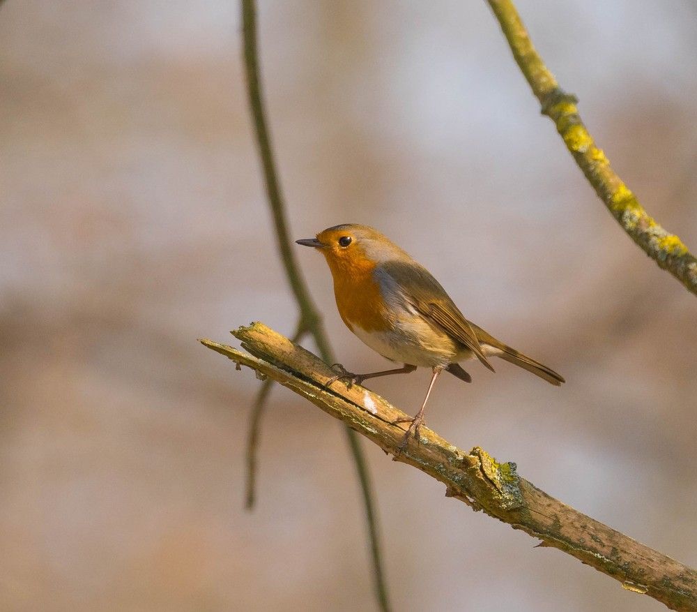 Фотография автора Lada