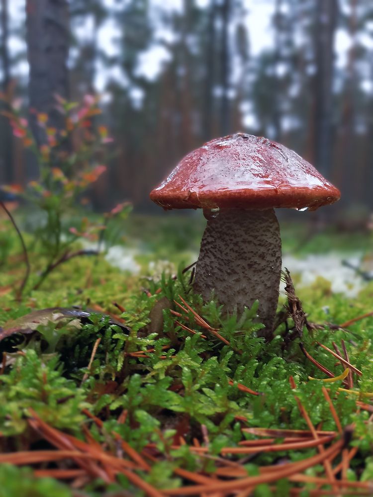 FOREST MUSHROOM: THE MAGIC OF MOISTURE