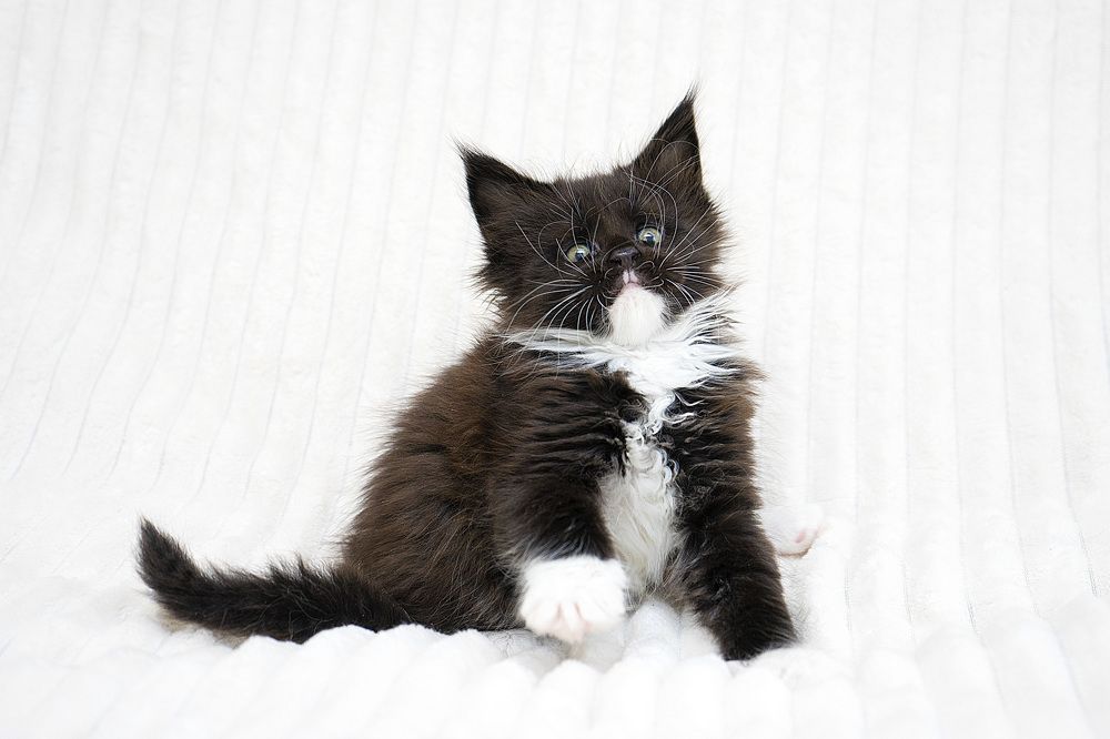 Photograph by Ирина Мамонова