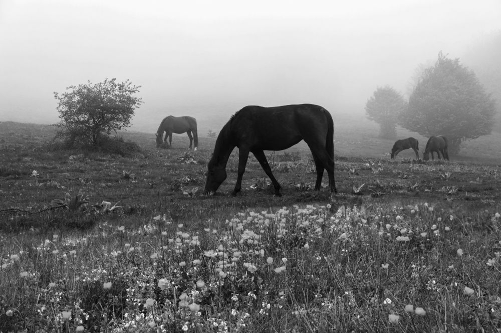 Photograph by Димитър Димитров