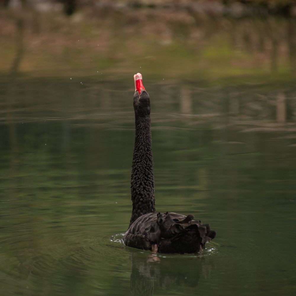 Лебединая охота