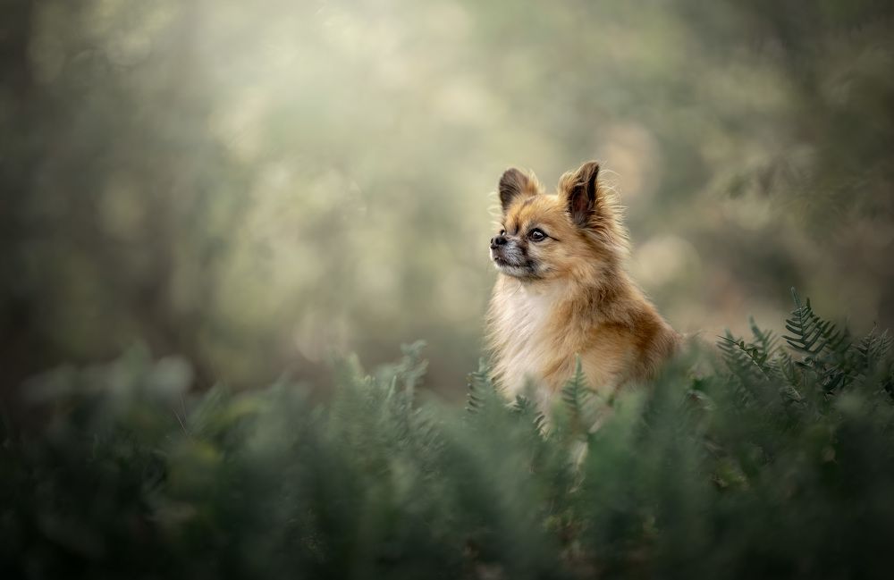 Photograph by Yong Lei van Barlingen