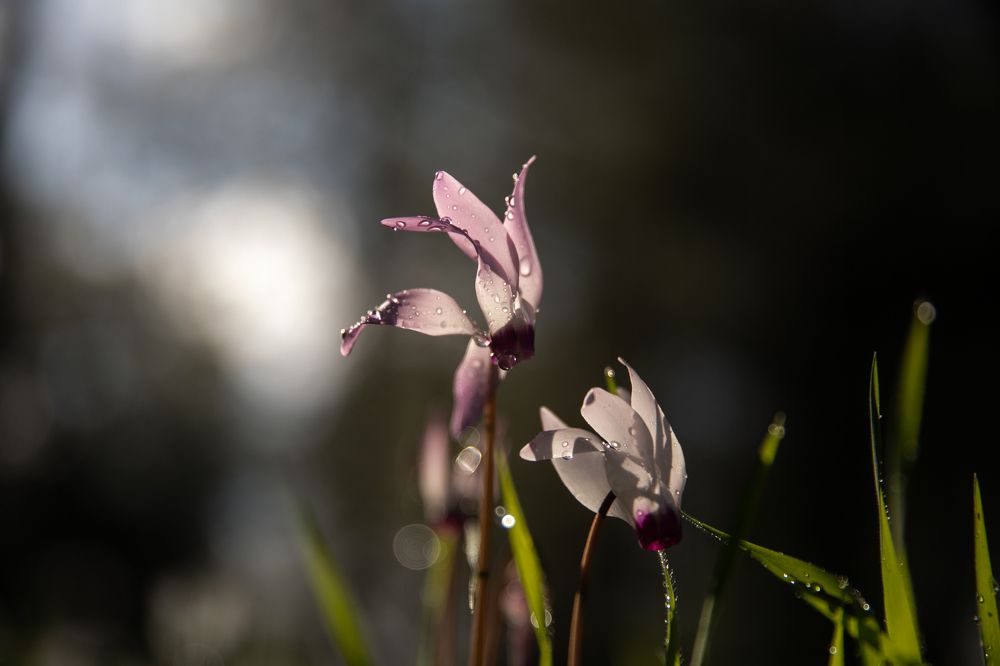 Photograph by marianna chechik