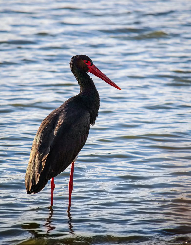 Photograph by Марина Ческис
