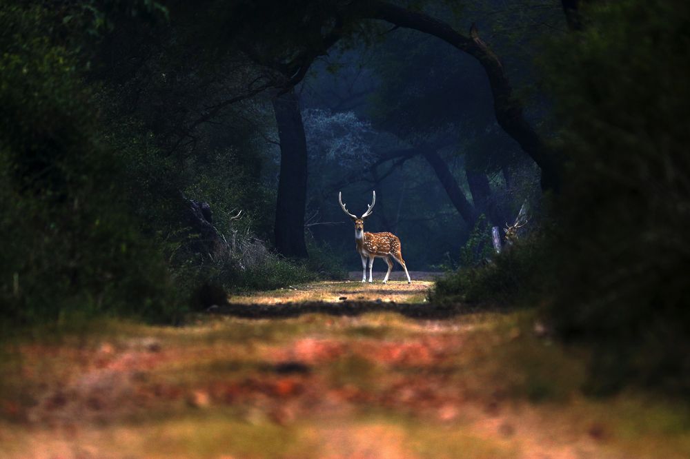 Photograph by Ayushi Singhal