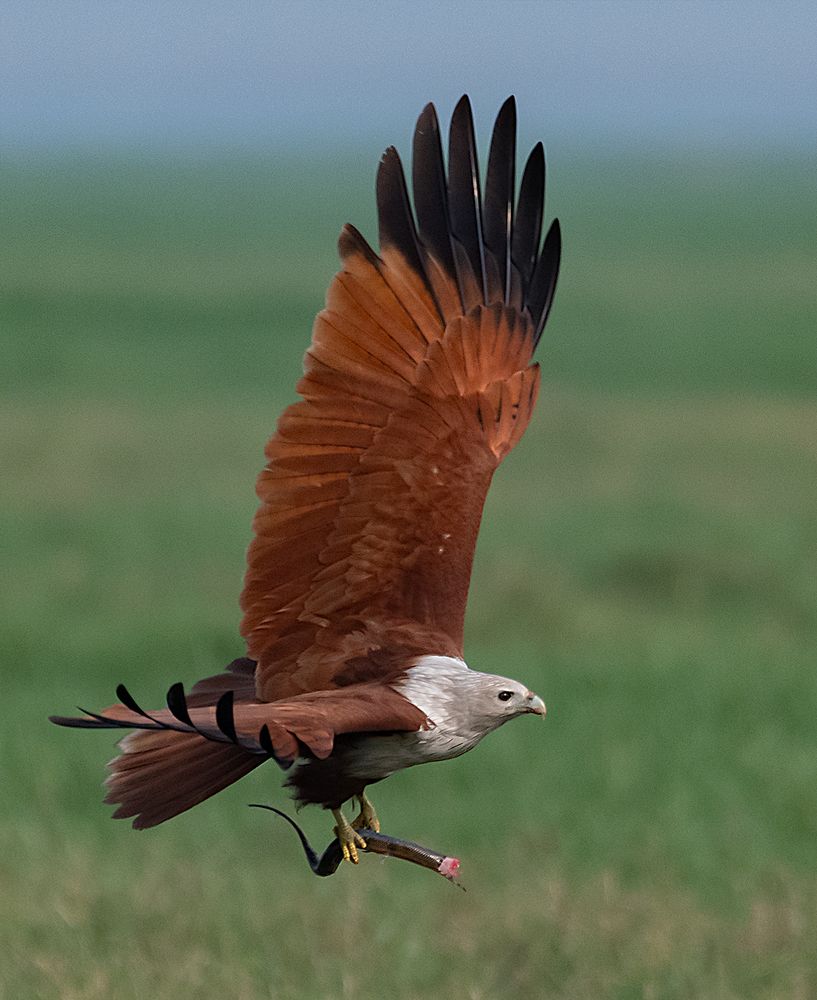 Photograph by Basabjit Ghosh