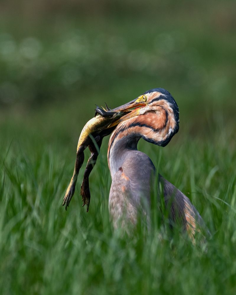 Photograph by Basabjit Ghosh
