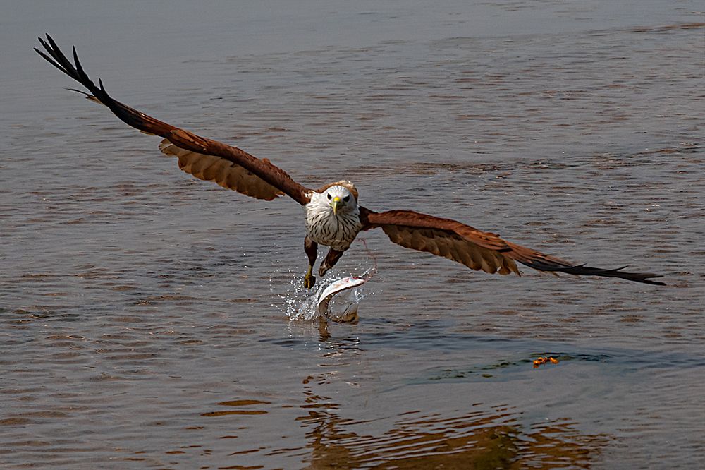Photograph by Basabjit Ghosh