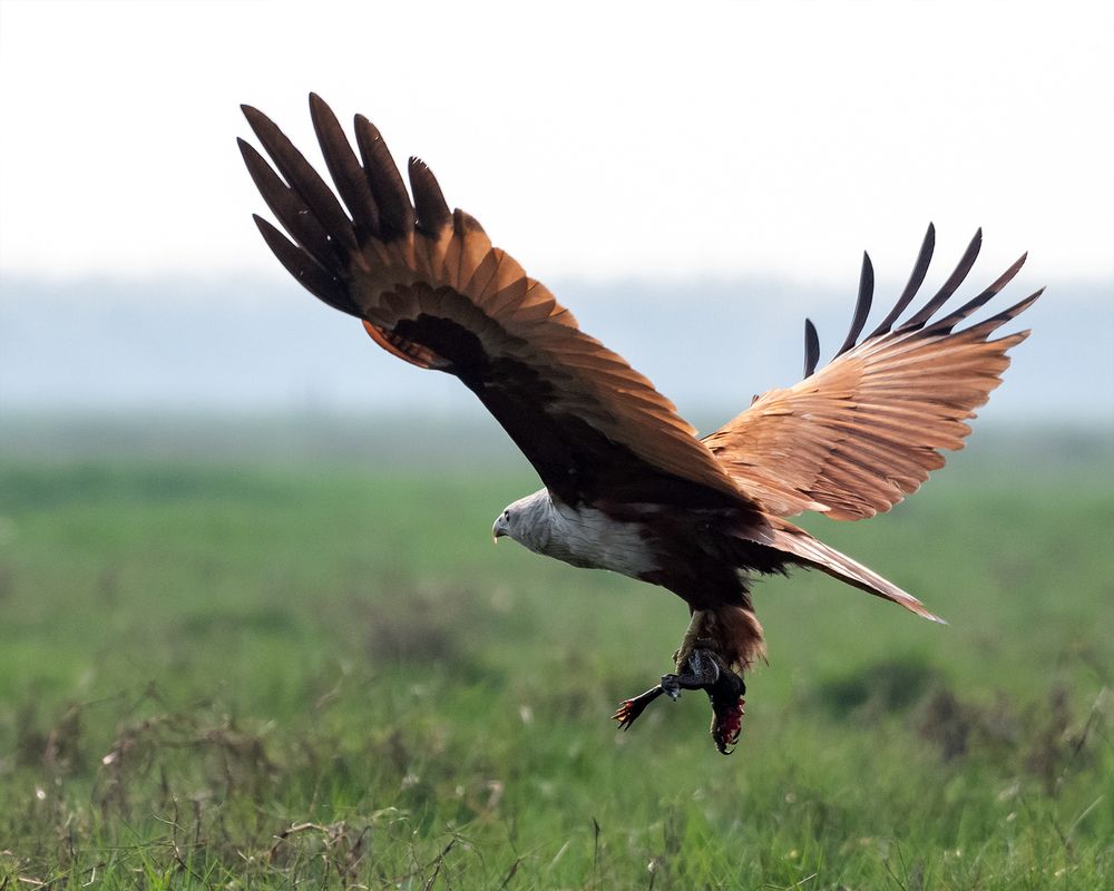 Photograph by Basabjit Ghosh