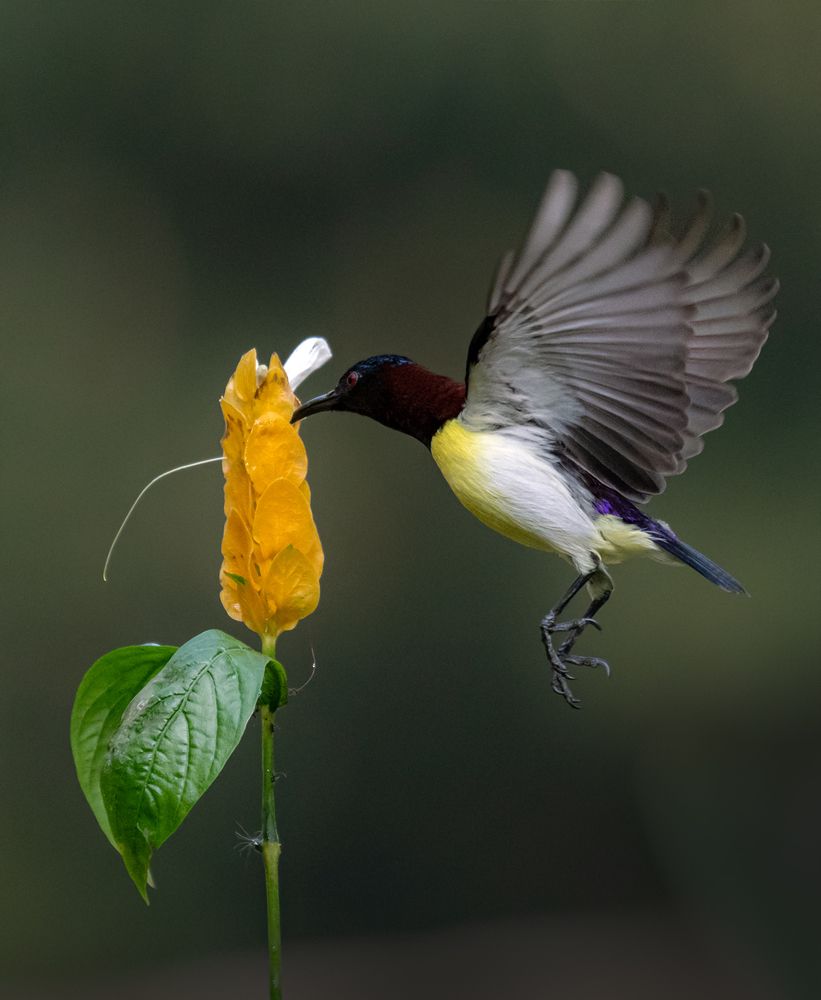 Photograph by Basabjit Ghosh