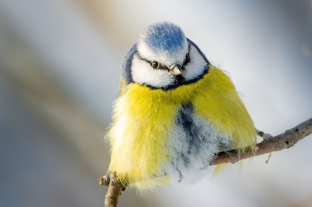 The blue tit put on her winter coat