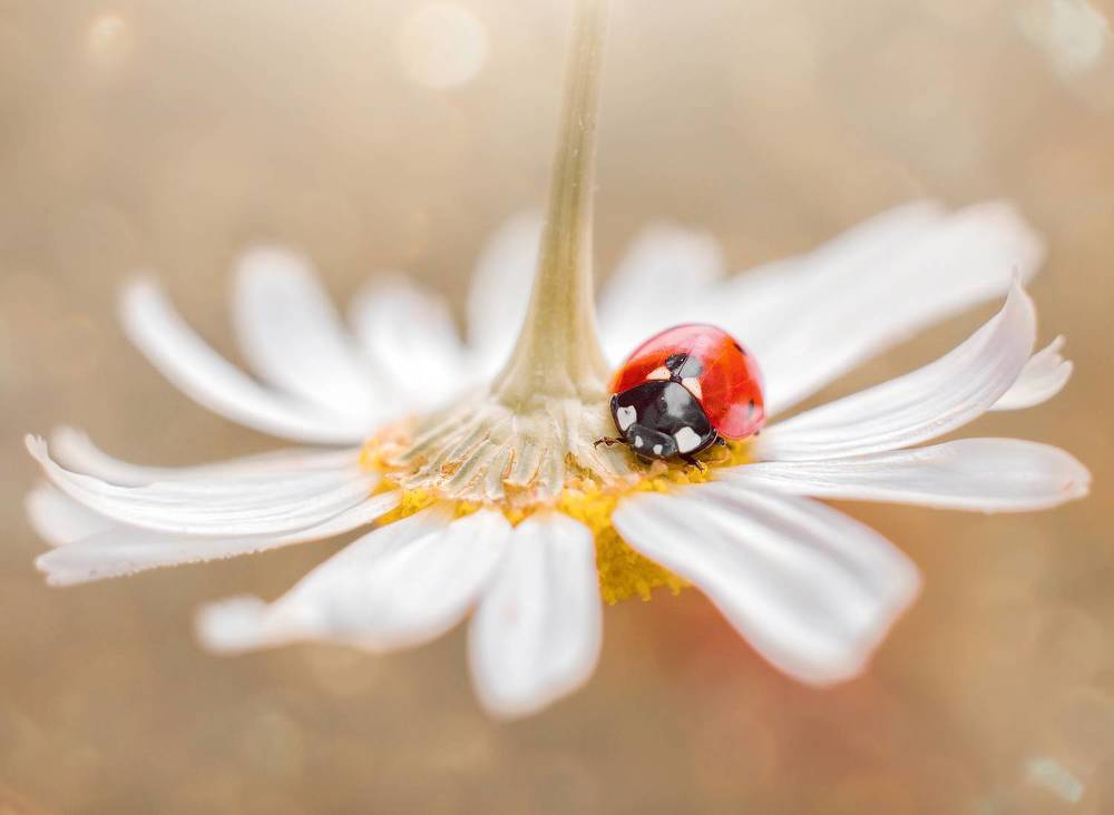 Божьи коровки