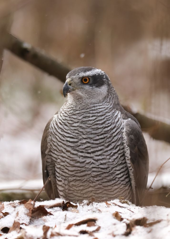 Photograph by Наталья Гайдукевич