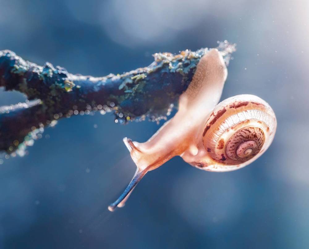 Мир моллюсков