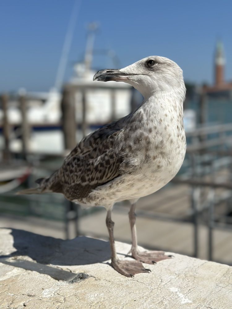 Фотография автора Juli Vvelentini