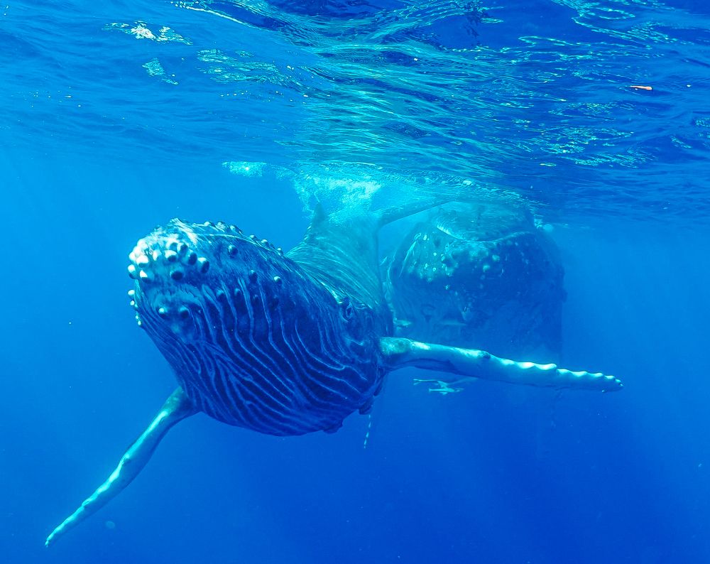 Calf Rocket Launched !!