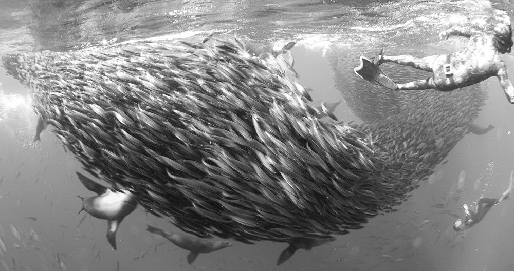 Bait Fish Arch Tunnel in Chaos