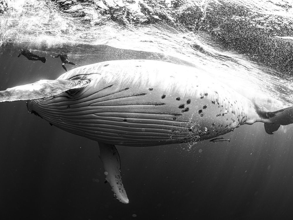 Encounter with the White Whale Balloon