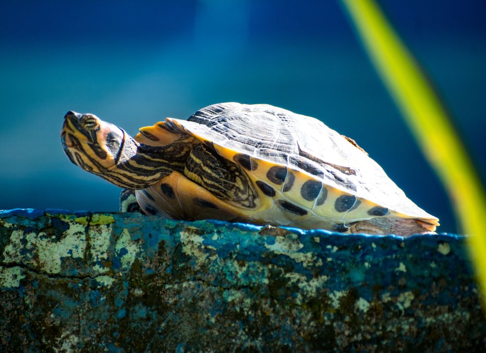 Photograph by Ђорђевић Милан