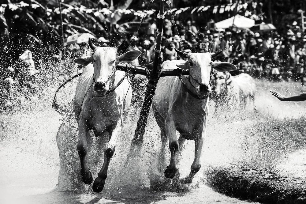 Photograph by Bao Huy Nguyễn