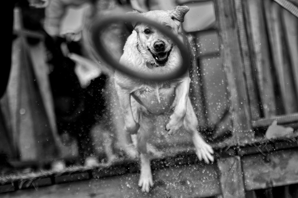 Photograph by Юлия Зубкова