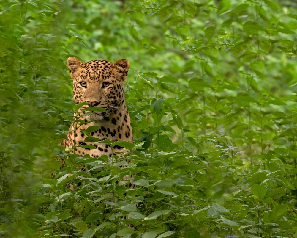 Photograph by ASHWINI BHONGE