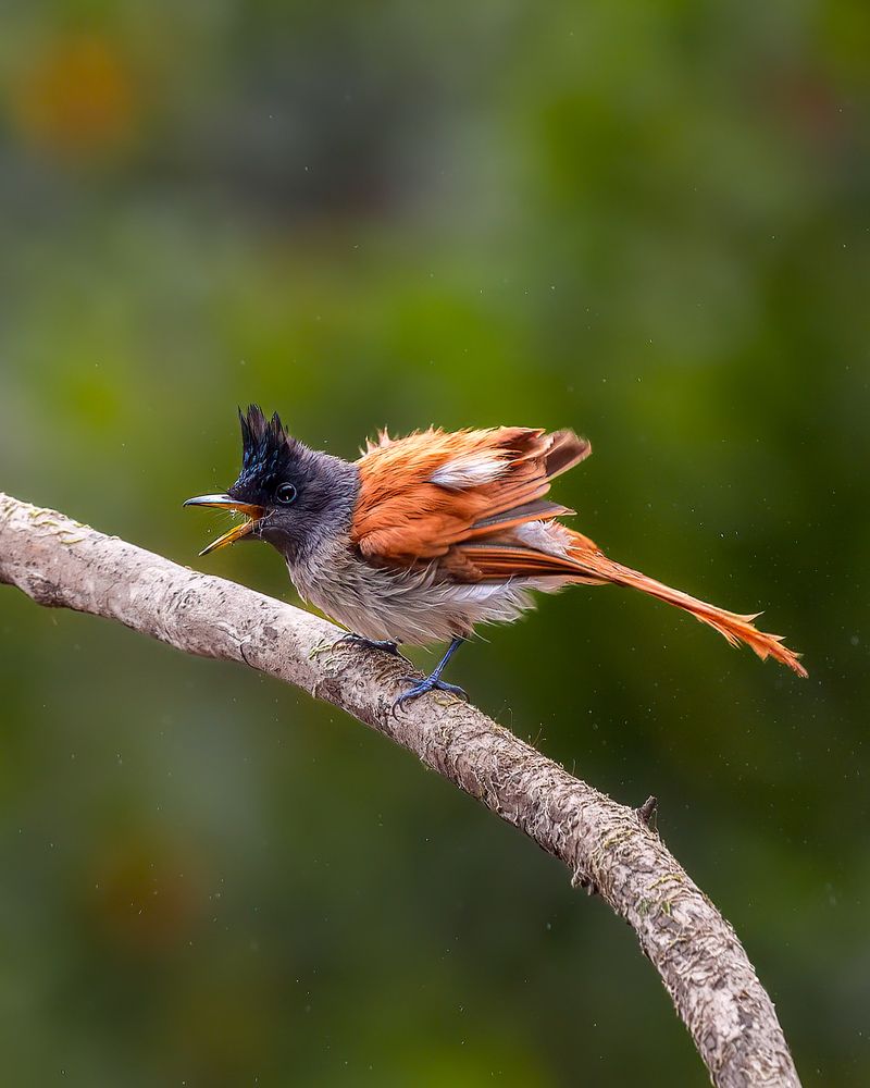 Photograph by ASHWINI BHONGE