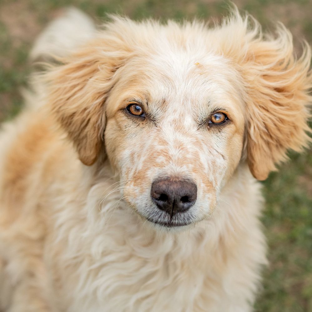 Собака, которая искала дом