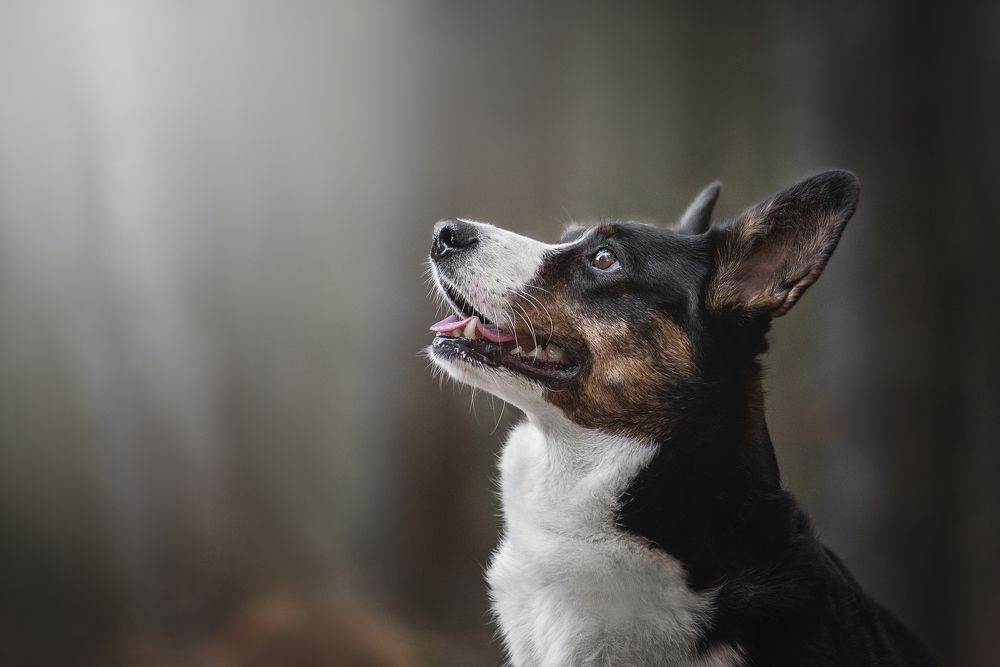 Photograph by Курашкина Анна