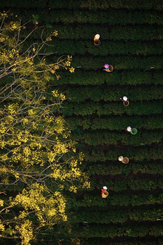 Làng chè Bảo Lộc, Việt Nam