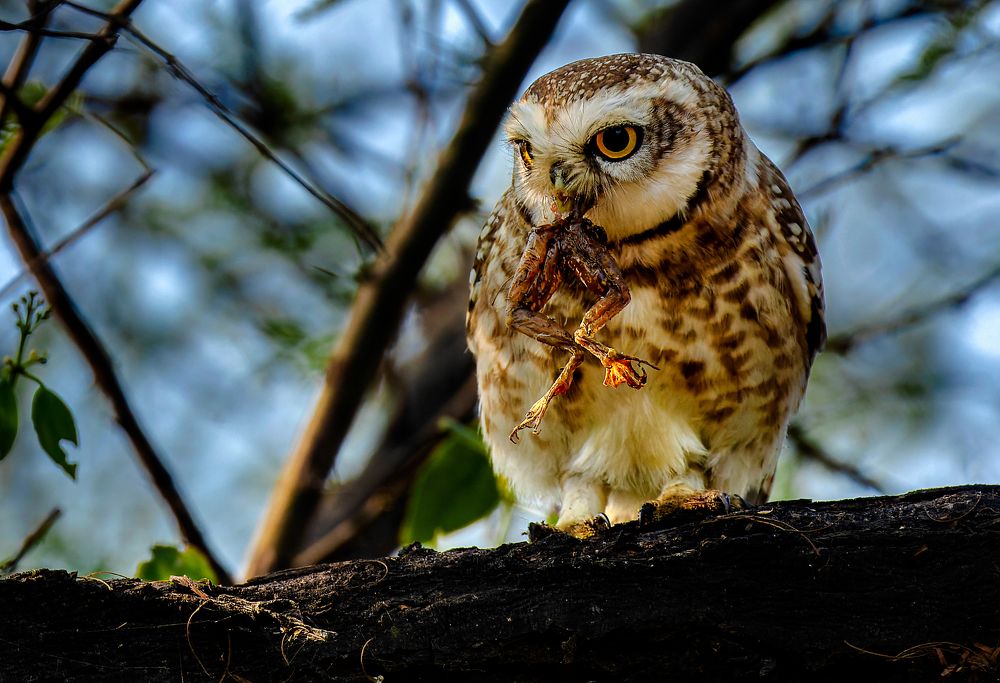 Photograph by Rahul Dev