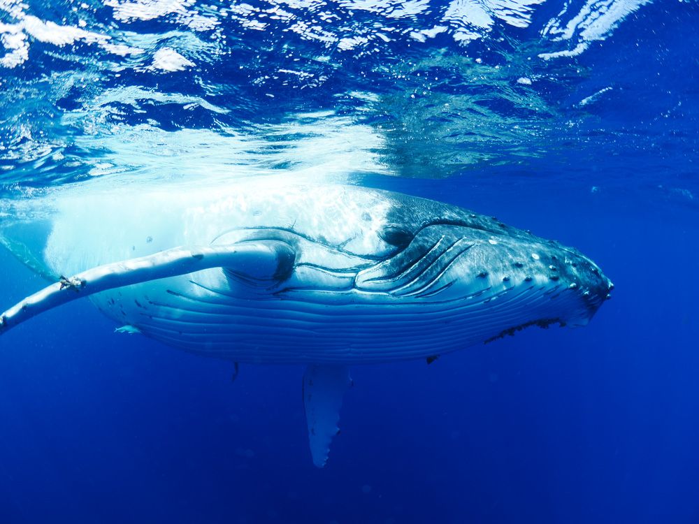 White Sensation In the Blue