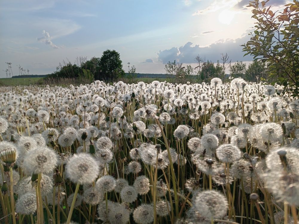 Photograph by Светлана Кондрашова