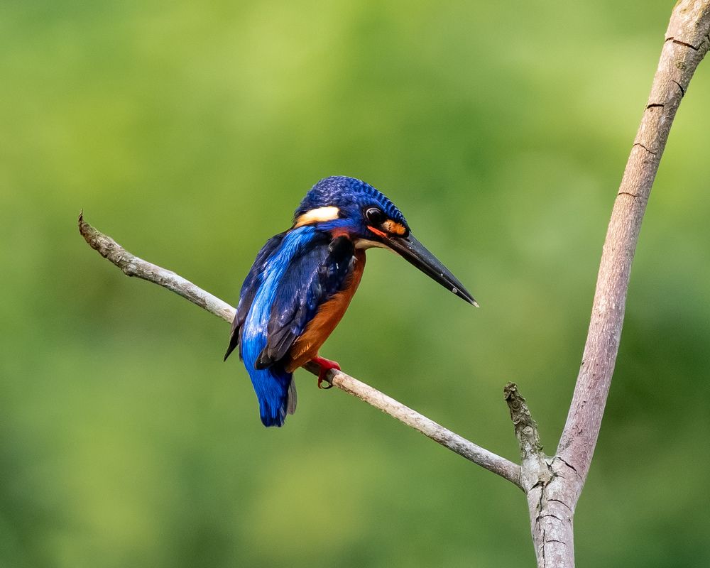 Фотография автора Yan Ze Ng