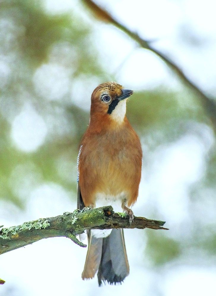 Сойка (пересмешник)