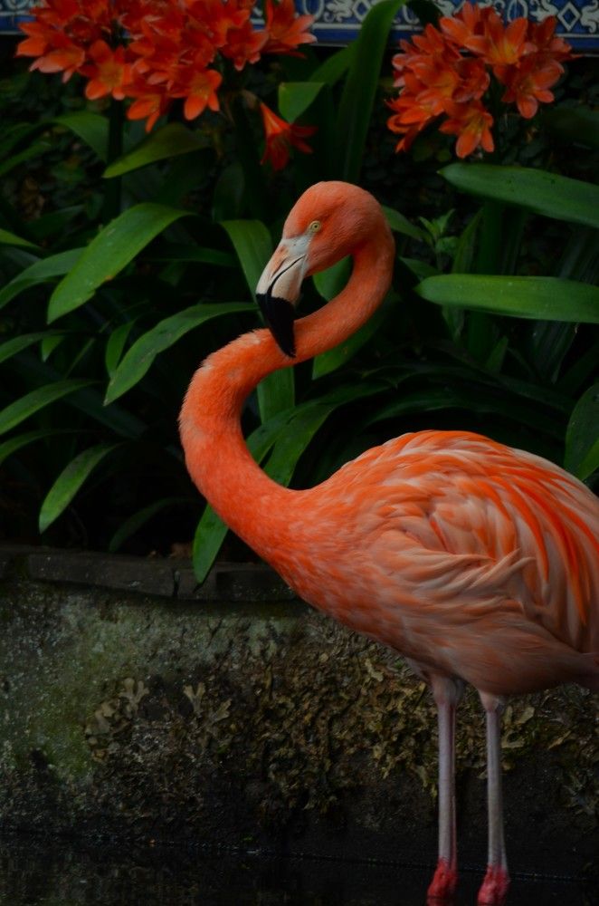 Madeira Flamingo