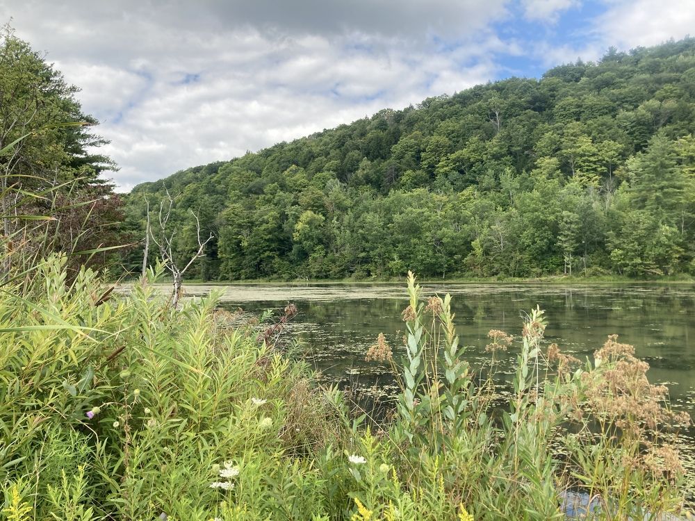 Searching for an old snapping turtle